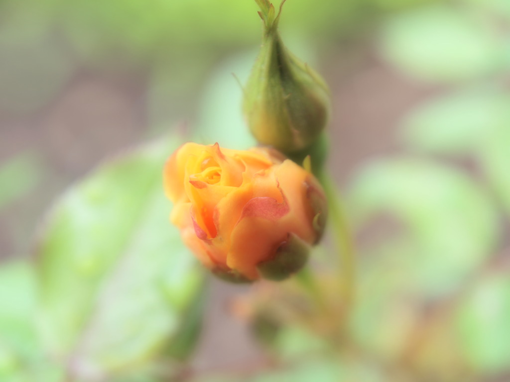 蕾