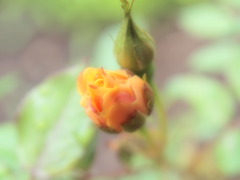 蕾
