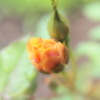 蕾