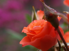 薔薇