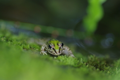 トノサマガエル２