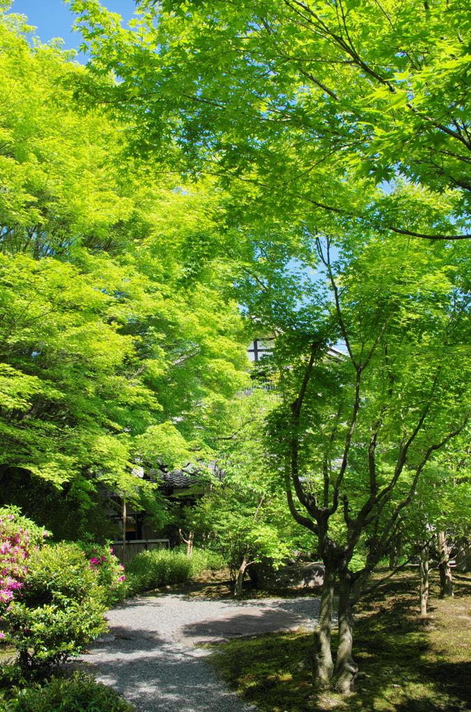 新緑の愛染倉庭園