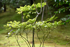 天龍寺庭園にて１