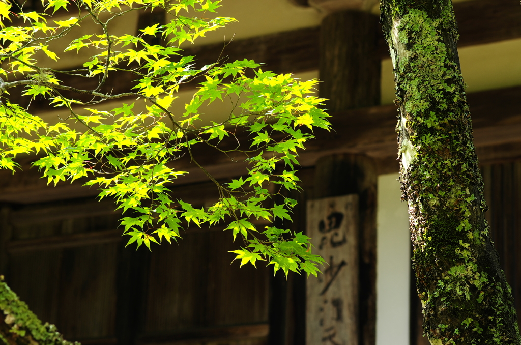 真夏の神護寺