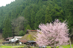 久多の里　桜