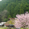 久多の里　桜