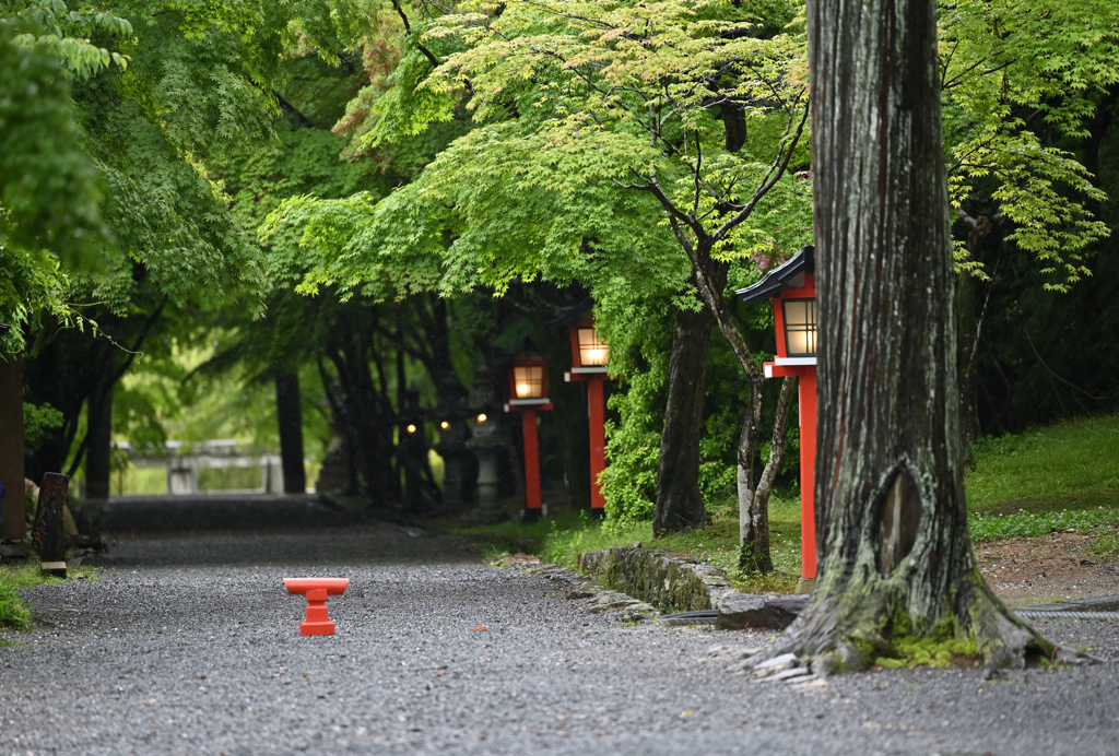 雨の参道１