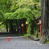 雨の参道１