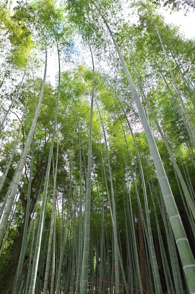 竹林　