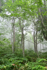 霧雨　戸隠の森１