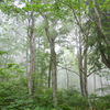 霧雨　戸隠の森１