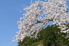 近所の桜２