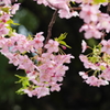 東寺の八重桜