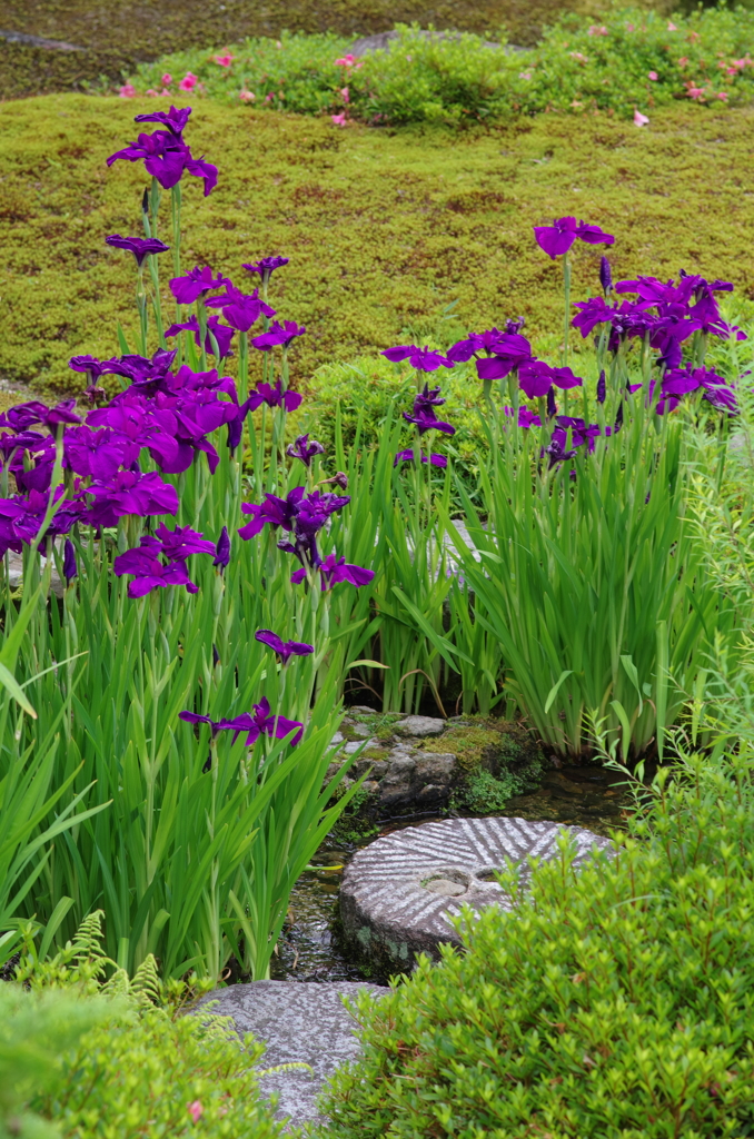 花菖蒲－無鄰菴－