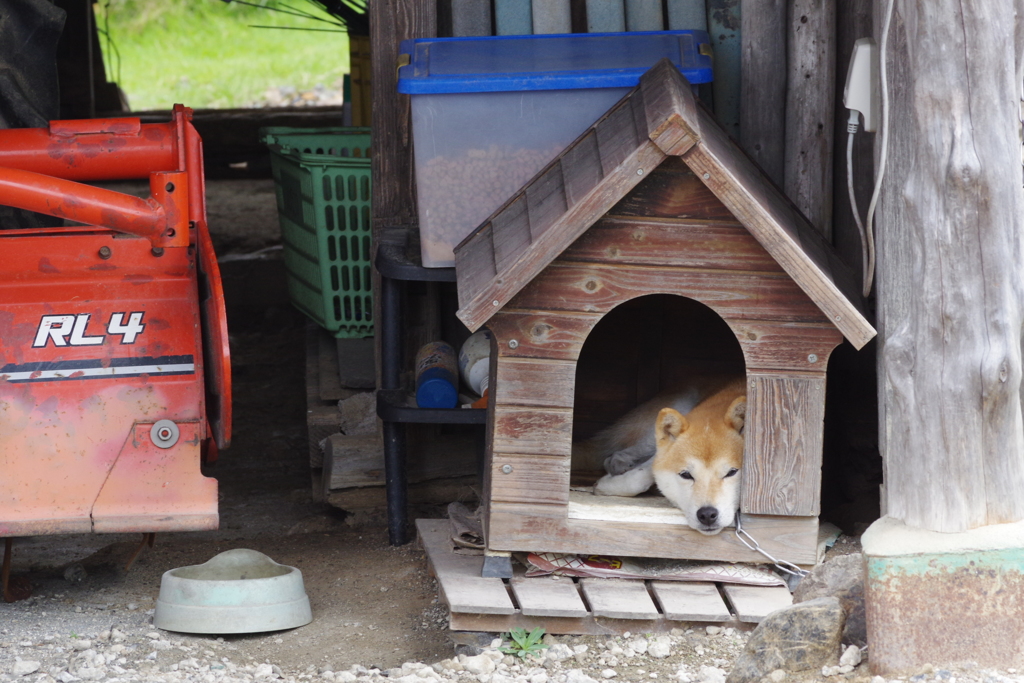 田舎の柴犬