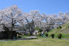 近所の桜１