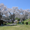 近所の桜１