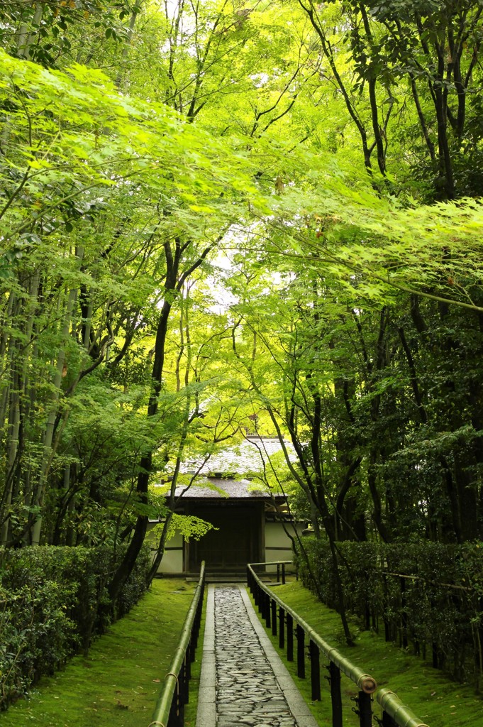 新緑　雨上がりの高桐院