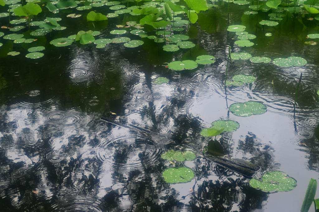 雨の氷室池