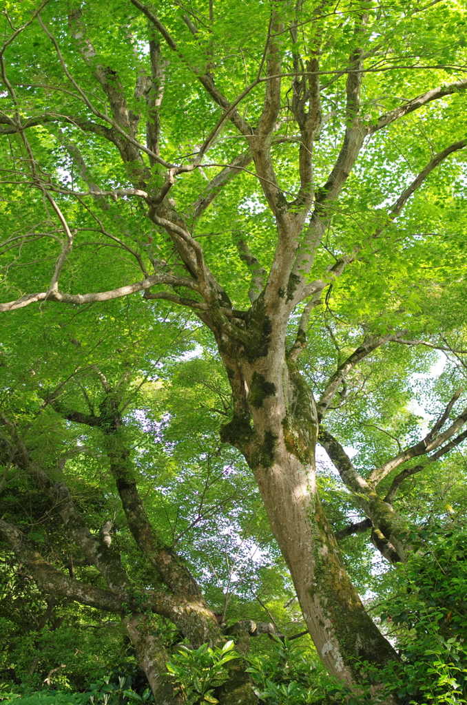 新緑　もみじの森