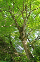 新緑　もみじの森