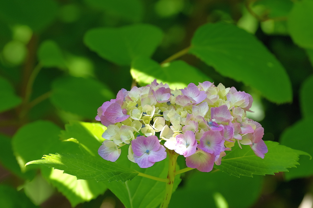 木漏れ日の紫陽花