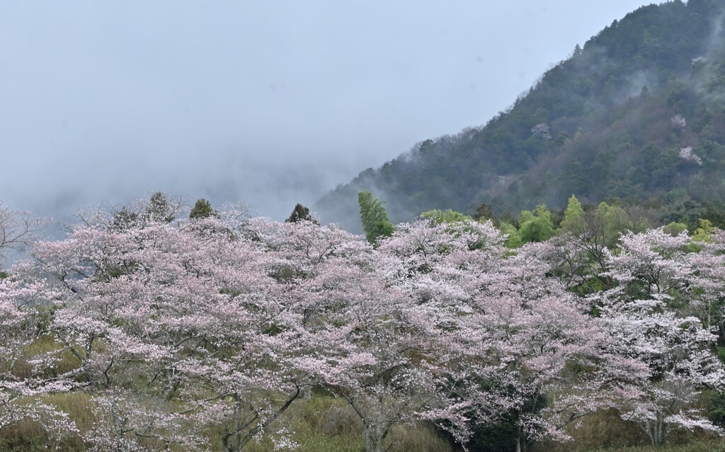 小雨の丹波路　桜