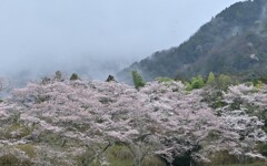 小雨の丹波路　桜