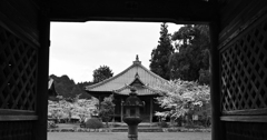 小雨の丹波路　桜モノクロ