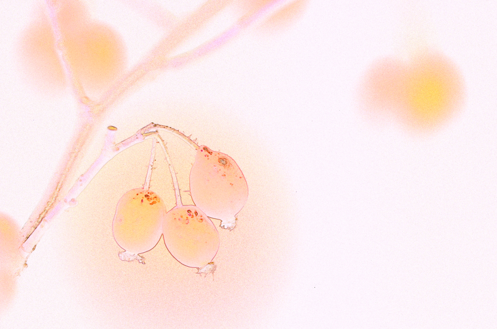 山帰来　水彩画風