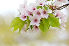 八重桜　小雨