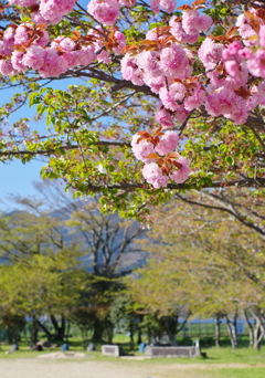 八重の校庭　