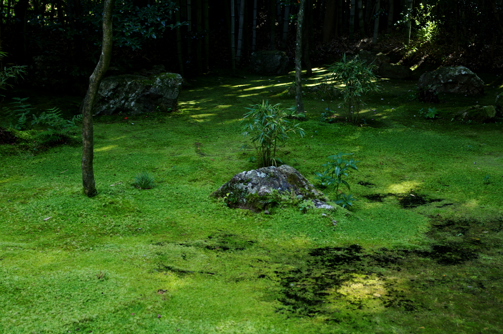 木漏れ日の苔　