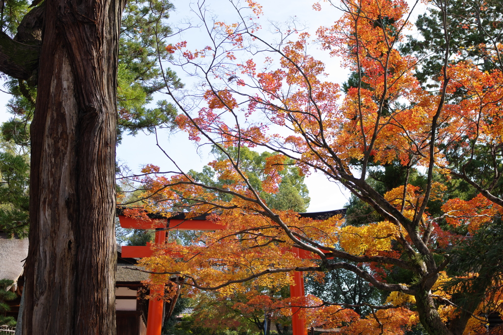 上賀茂神社２