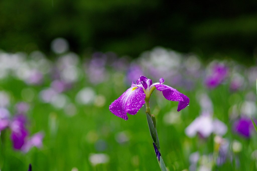 神苑　雨の花菖蒲