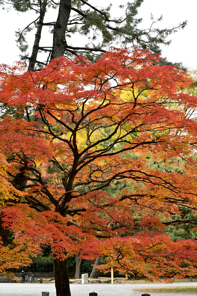 京都御苑　秋2