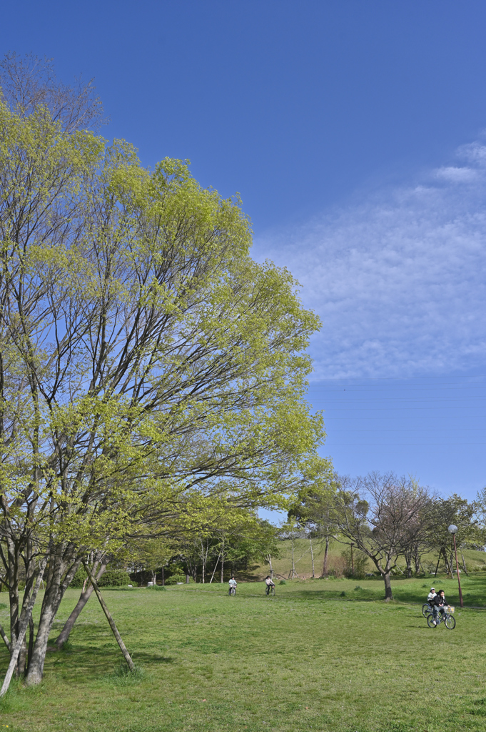 新緑の公園１