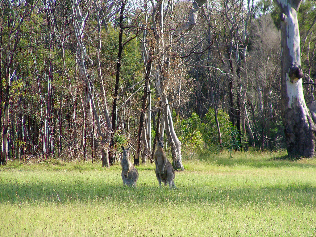 野生のカンガルー