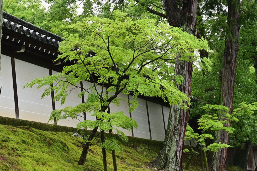 東福寺参道にて２　