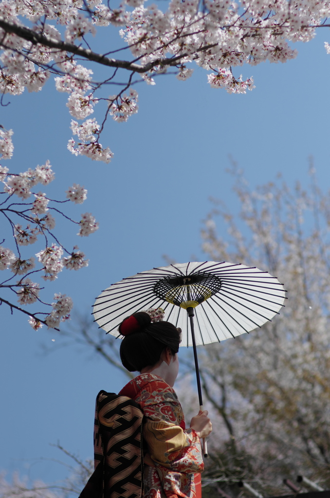 桜の舞妓さん