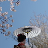 桜の舞妓さん