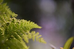 シダの輝き