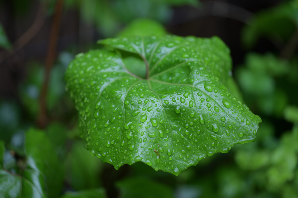 雨滴2