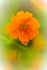 雨のキバナコスモス