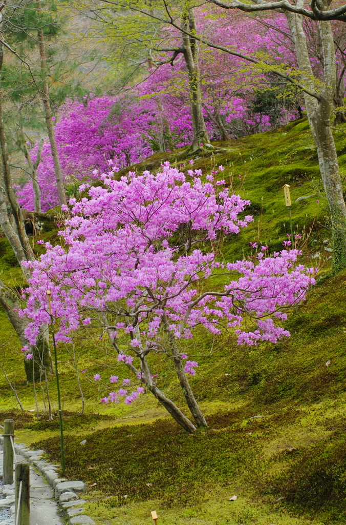 天龍寺のつつじ　