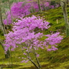 天龍寺のつつじ　