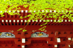 朱ともみじ