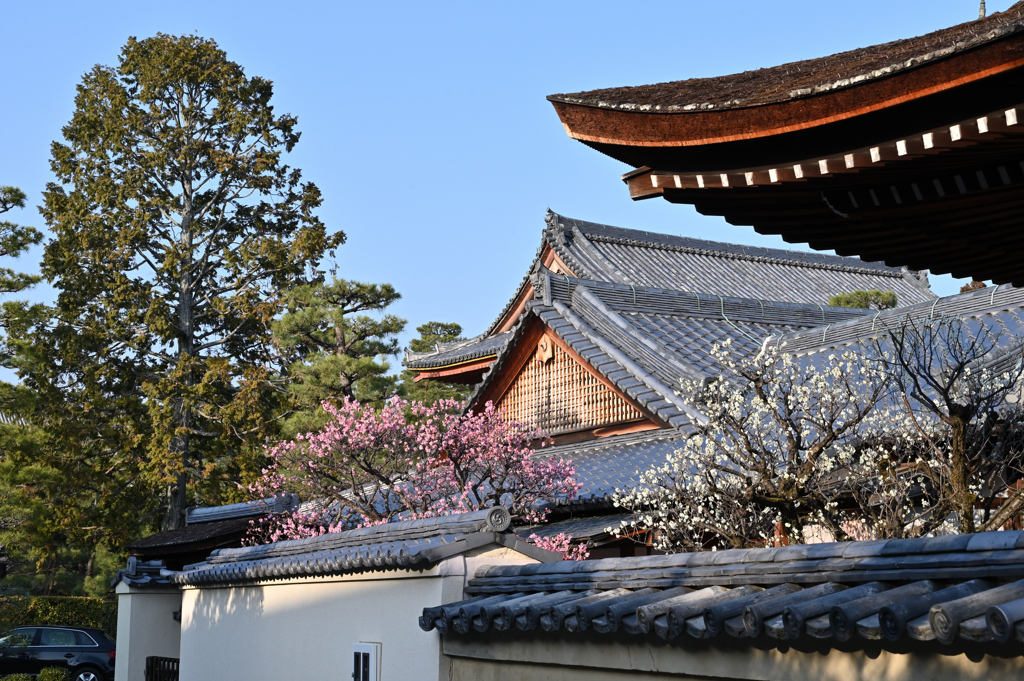 大徳寺　梅花