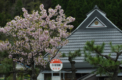 山里の桜