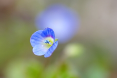 早春に咲く　